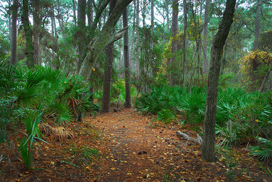 Hunting-Island-State-Park-Trail