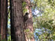 Richardson Grove State Park Owl