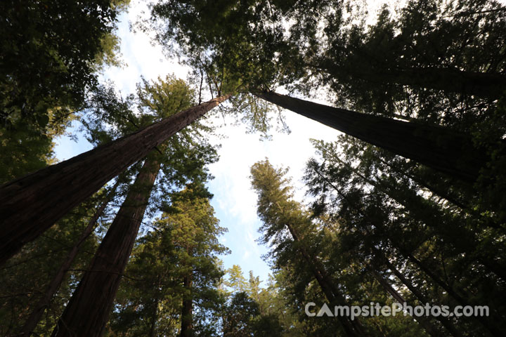 Humboldt Redwoods State Park Hidden Springs Redwoods View