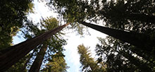 Humboldt Redwoods State Park Hidden Springs