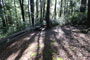Humboldt Redwoods State Park Hidden Springs 061