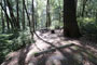 Humboldt Redwoods State Park Hidden Springs 101