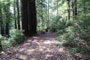 Humboldt Redwoods State Park Hidden Springs 155