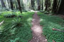 Humboldt Redwoods State Park Hidden Springs Campground Trail View
