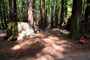 Humboldt Redwoods State Park Burlington 001