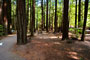 Humboldt Redwoods State Park Burlington 006
