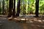 Humboldt Redwoods State Park Burlington 008