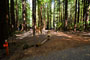 Humboldt Redwoods State Park Burlington 009