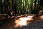Humboldt Redwoods State Park Burlington 011