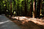 Humboldt Redwoods State Park Burlington 022