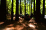 Humboldt Redwoods State Park Burlington 040