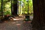 Humboldt Redwoods State Park Burlington 051