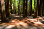 Humboldt Redwoods State Park Burlington 056