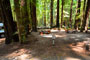 Humboldt Redwoods State Park Burlington 060
