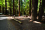 Humboldt Redwoods State Park Burlington 061