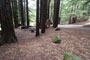 Humboldt Redwoods State Park Albee Creek 030