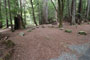 Humboldt Redwoods State Park Albee Creek 039