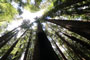Humboldt Redwoods State Park Albee Creek Redwoods
