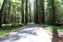 Humboldt Redwoods State Park Albee Creek Road