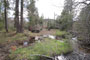 Salmon Creek 019