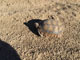 Las Vegas Bay Lake Mead Tortoise