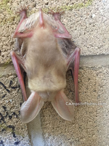Willow Beach Restroom Bat
