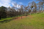 Tuttletown Recreation Area Manzanita 081