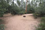 Houston Mesa Black Bear 024