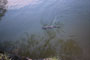 Deschutes River SRA Big Fish