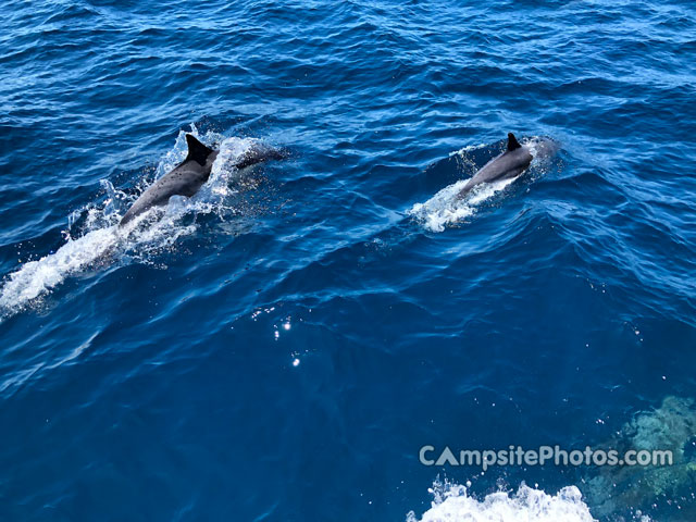Scorpion Canyon Dolphins