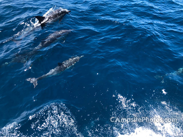 Scorpion Canyon Dolphins Swim