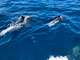 Scorpion Canyon Dolphins