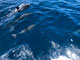 Scorpion Canyon Dolphins Swim