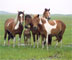 Assateague Island National Seashore Wild Horses