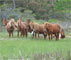 Assateague Island National Seashore Wild Horses Scenic