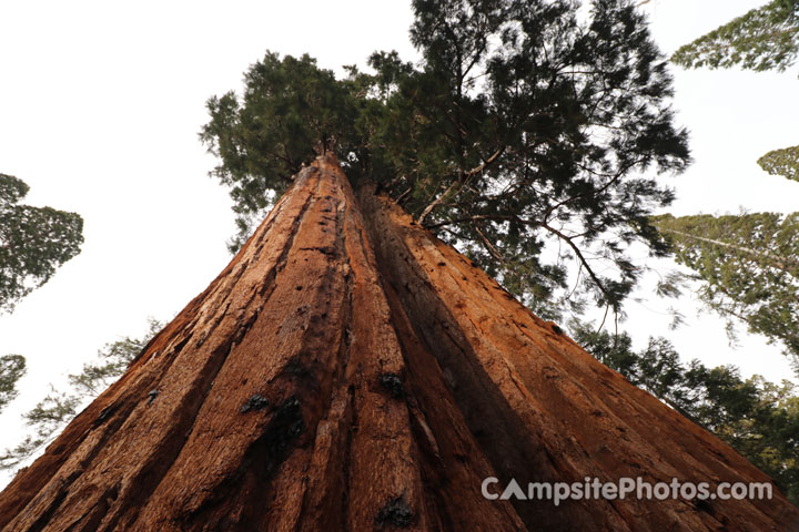 Redwood Meadow - Redwoods