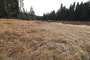 Quaking Aspen Meadow View