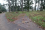 Pine Meadows 066