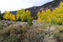 Aspen Campground View