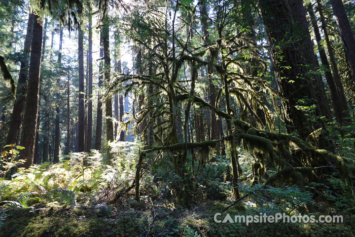 Marble Creek Campground Forest Scenic