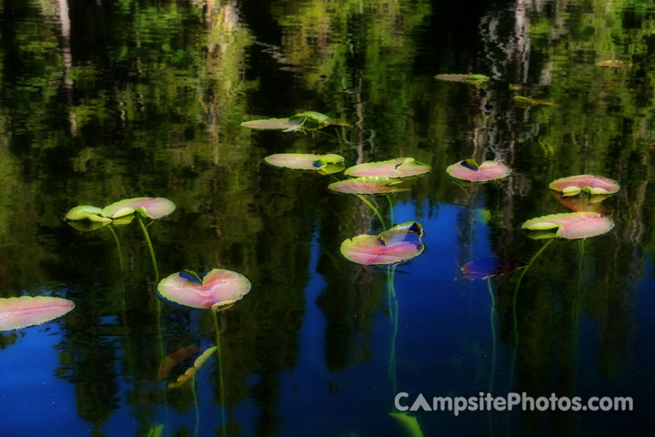 Upper Payette Lake Lily Pads