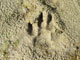 Doris Creek Campground Bear Footprint
