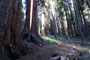 Giant Sequoia Trail
