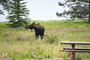 Piney Moose Visitor