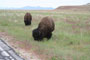 Antelope Island State Park Bison