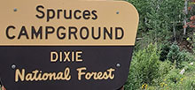 Spruces (Dixie Nf)