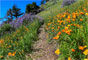 Davy Brown Campground Wildflowers
