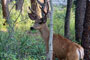 Ponderosa State Park Deer