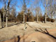 Cross Timbers State Park Sandstone 004
