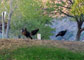 Lake Owyhee State Park Turkeys